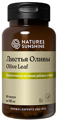   Olive leaf  